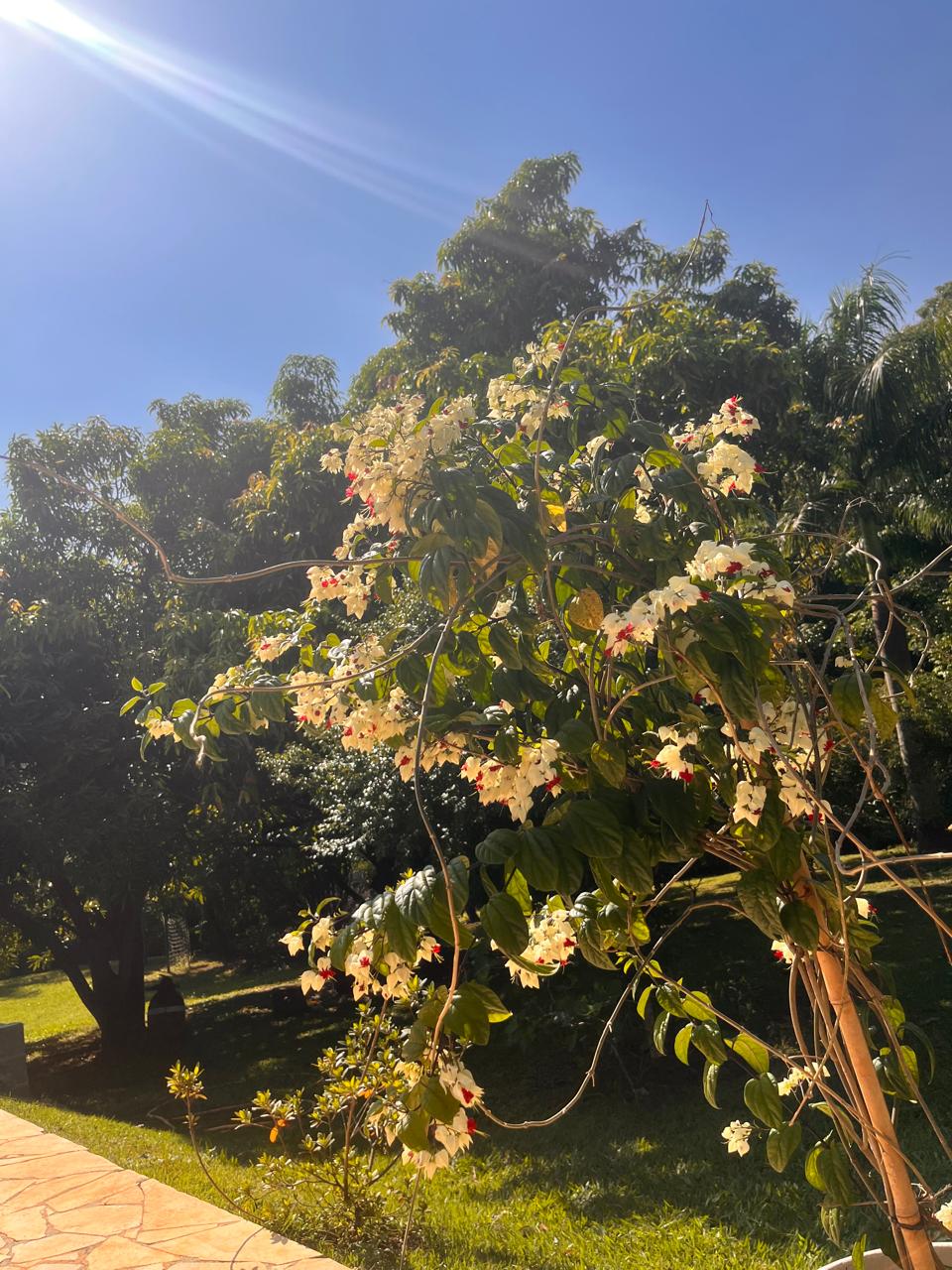 Foto 21 da chácara Paraíso das Flores