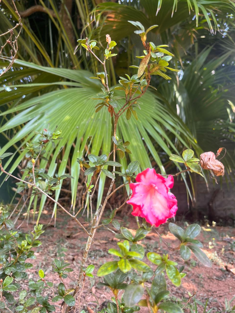 Foto 22 da chácara Paraíso das Flores