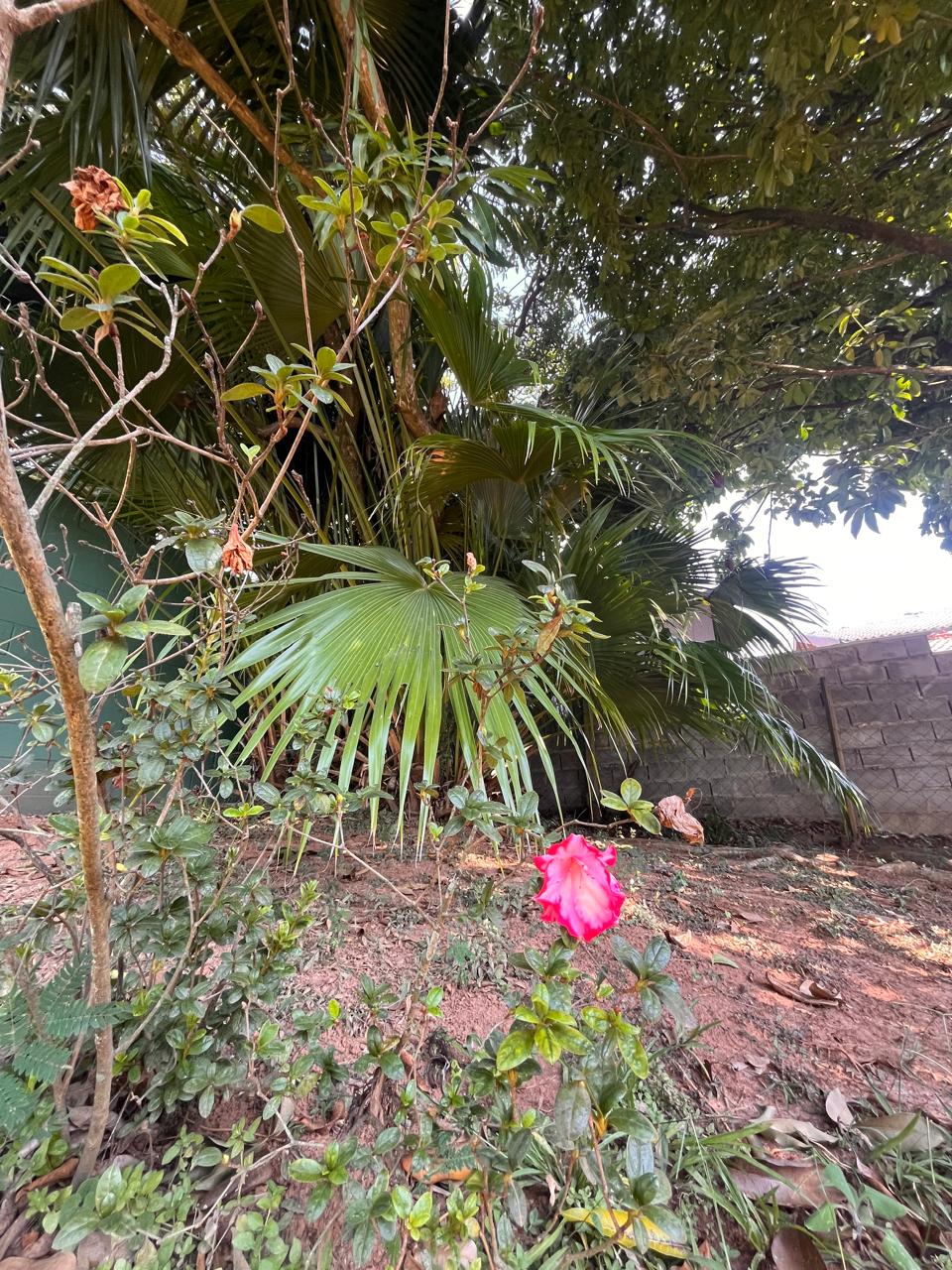 Foto 16 da chácara Paraíso das Flores